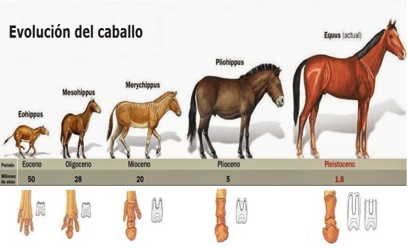 Evolución del caballo a lo largo del tiempo 