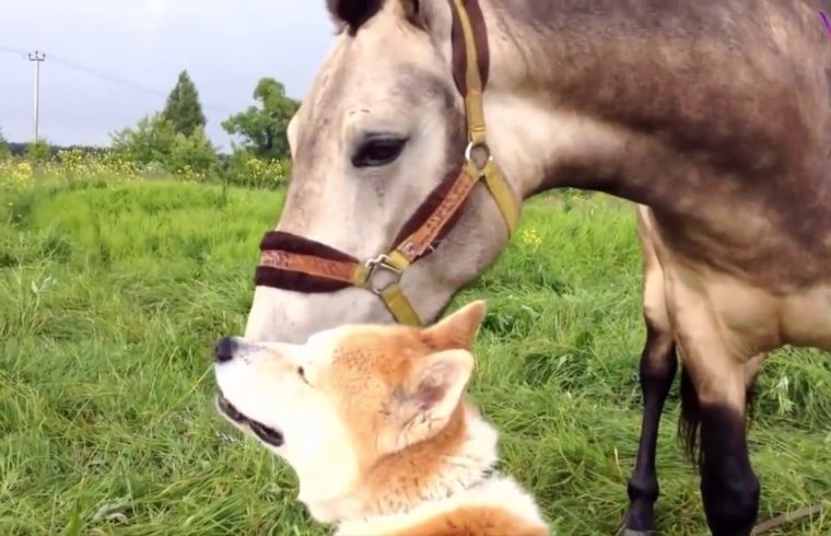 La auténtica amistad de perros y caballos
