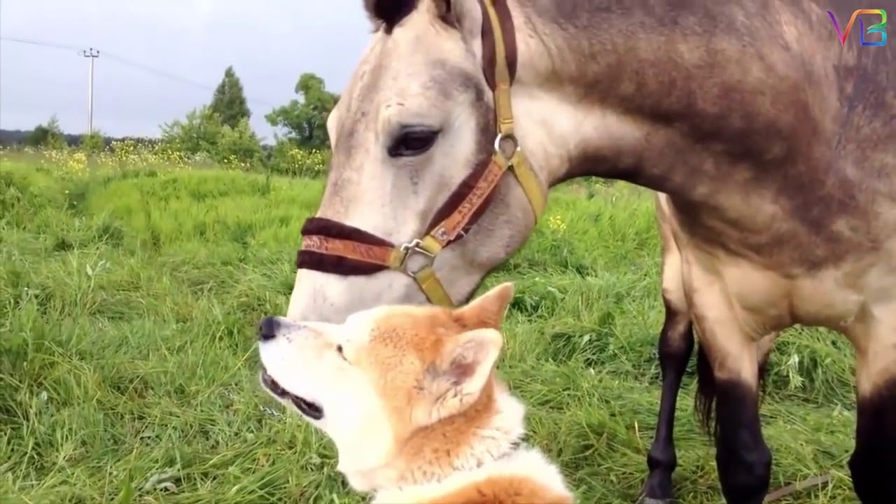 La auténtica amistad de perros y caballos 