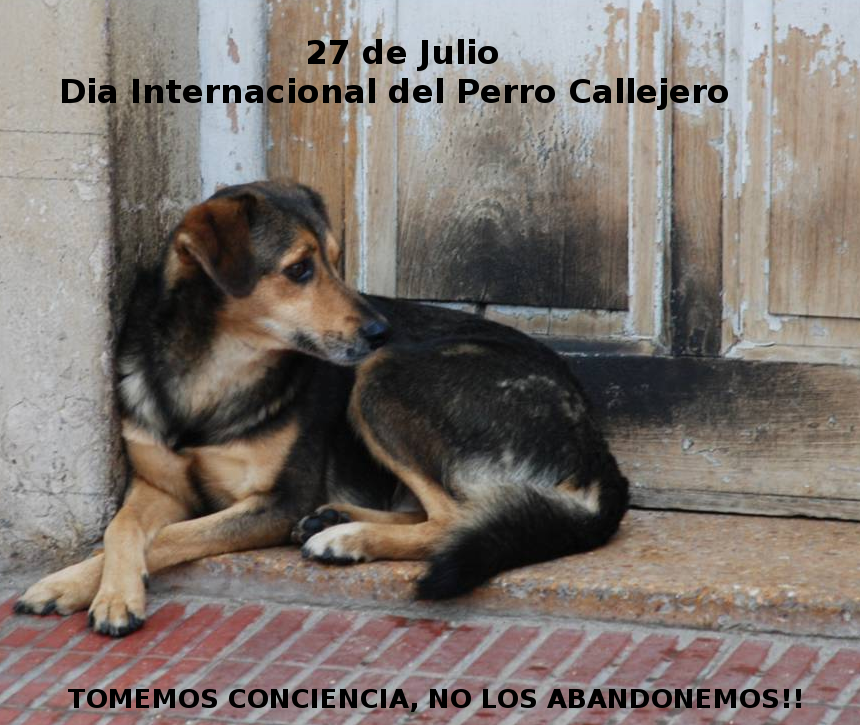 27 de julio dia internacional del perro callejero