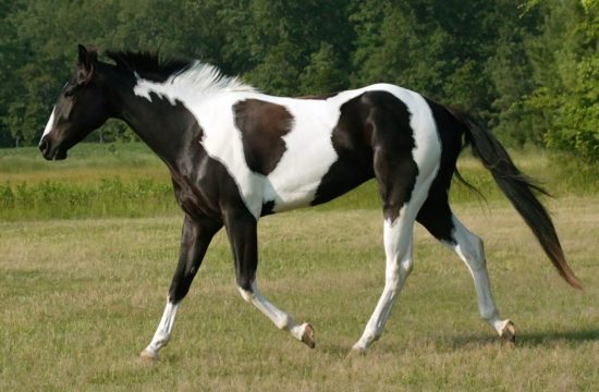 Paint horse tobiano