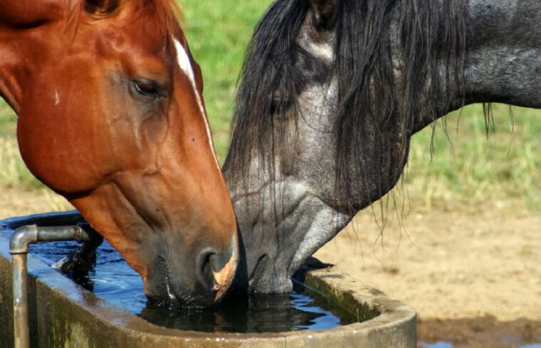 hidratación de los caballos