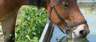 hidratación de los caballos