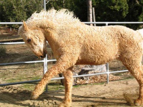 Bashkir Curly: Un caballo de pelaje rizado  