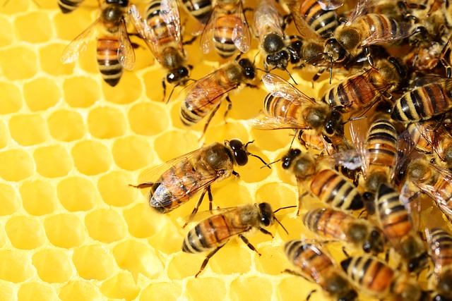 Día Mundial de las abejas