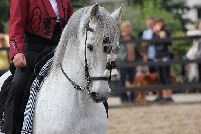 caballos andaluces