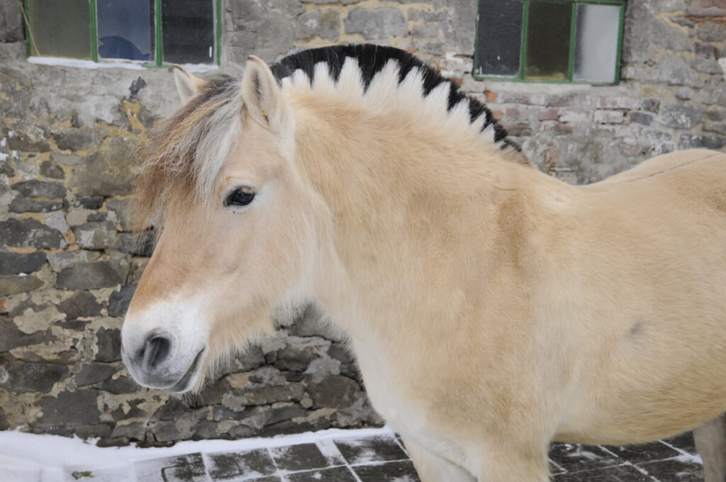 Raza de caballo Fiordo: Un singular ejemplar noruego